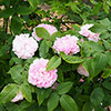 Gift Wrapped Rose Jacques Cartier Gift Wrapped Rose Jacques Cartier