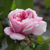 Gift Wrapped Rose Jacques Cartier Gift Wrapped Rose Jacques Cartier