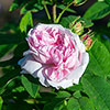 Gift Wrapped Rose Jacques Cartier Gift Wrapped Rose Jacques Cartier