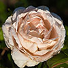 Gift Wrapped Rose Madame Alfred Carri�re