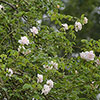 Gift Wrapped Rose Madame Alfred Carri�re