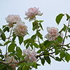 Gift Wrapped Rose Madame Alfred Carri�re