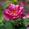 Gift Wrapped Rose Rosa Mundi Gift Wrapped Rose Rosa Mundi