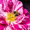 Gift Wrapped Rose Rosa Mundi Gift Wrapped Rose Rosa Mundi