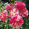 Gift Wrapped Rose Rosa Mundi Gift Wrapped Rose Rosa Mundi
