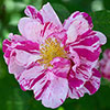 Gift Wrapped Rose Rosa Mundi Gift Wrapped Rose Rosa Mundi