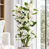 Dendrobium nobile White Orchid