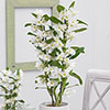Dendrobium nobile White Orchid
