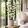 Dendrobium nobile White Orchid