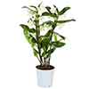 Dendrobium nobile White Orchid