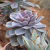 Succulent Lucky Dip Mix