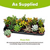 Succulent Lucky Dip Mix