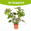 Swiss Cheese Plant Monstera