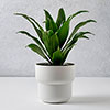 Dracaena fragrans Compacta Dracaena fragrans Compacta