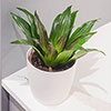 Dracaena fragrans Compacta Dracaena fragrans Compacta
