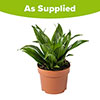 Dracaena fragrans Compacta