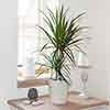 Dracaena marginata Dracaena marginata