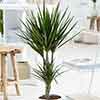 Dracaena marginata Dracaena marginata