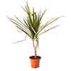 Dracaena marginata Dracaena marginata