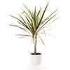 Dracaena marginata Dracaena marginata
