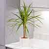 Dracaena marginata Dracaena marginata