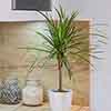Dracaena marginata Dracaena marginata