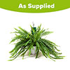 Nephrolepis exaltata Sonata (Boston Fern) Nephrolepis exaltata Sonata (Boston Fern)
