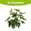 Fatsia japonica