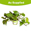 Epipremnum pinnatum aureum