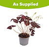 Purple Shamrock Houseplant Purple Shamrock Houseplant