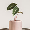 Alocasia Pink Dragon Alocasia Pink Dragon