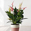 Anthurium Lilli Anthurium Lilli