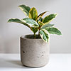 Variegated Rubber Plant Tineke Variegated Rubber Plant Tineke