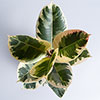 Variegated Rubber Plant Tineke Variegated Rubber Plant Tineke