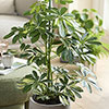 Schefflera Gold Capella Umbrella Tree Schefflera Gold Capella Umbrella Tree