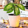 Dieffenbachia Tropic Snow Dieffenbachia Tropic Snow