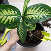 Dieffenbachia Tropic Snow Dieffenbachia Tropic Snow