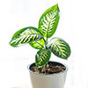 Dieffenbachia Tropic Snow Dieffenbachia Tropic Snow