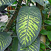 Dieffenbachia Tropic Snow Dieffenbachia Tropic Snow