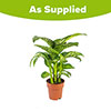 Dieffenbachia Tropic Snow