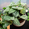 Satin Pothos Satin Pothos