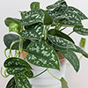 Satin Pothos Satin Pothos