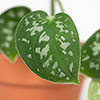 Satin Pothos Satin Pothos
