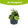 Satin Pothos