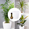 Houseplant Collection with Pots and Baby Bio Feed