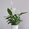 Peace Lily Spathiphyllum Cupido