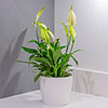 Peace Lily Spathiphyllum Cupido