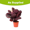 Calathea Surprise Star Calathea Surprise Star