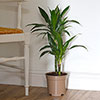 Dracaena deremensis Janet Craig 2 Stem Dracaena deremensis Janet Craig 2 Stem