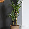 Dracaena deremensis Warneckii 2 Stem Dracaena deremensis Warneckii 2 Stem